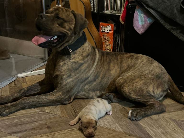 Mastiff X Pups For Sale