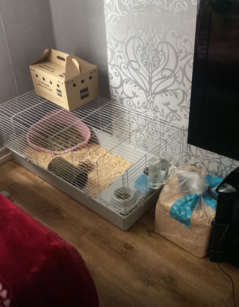 2 Guinea pigs 
