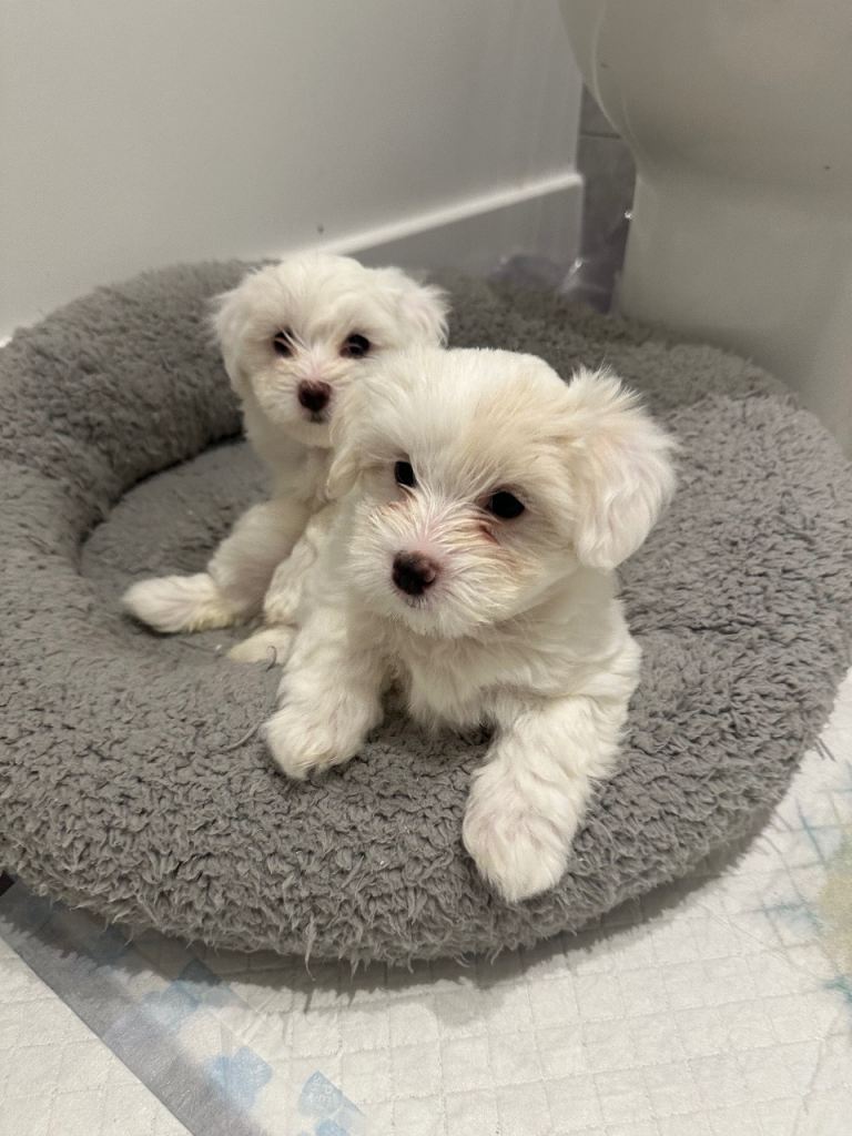 Bichon puppy 