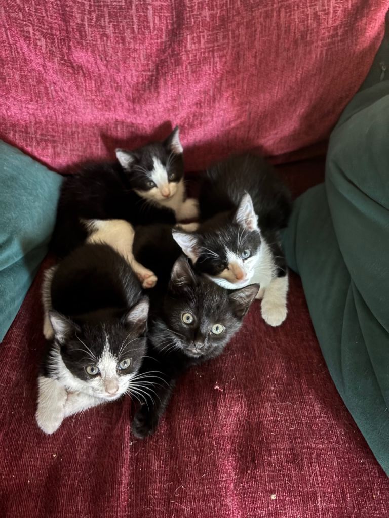 Adorable black and white kittens