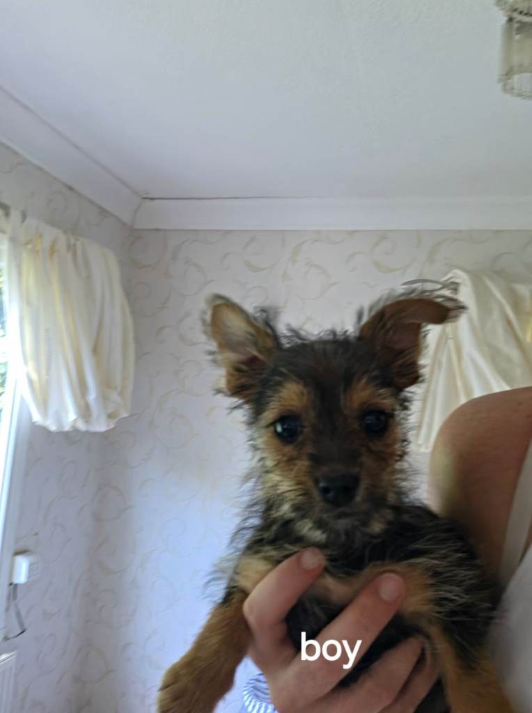 Jack russell x yorkshire terrier