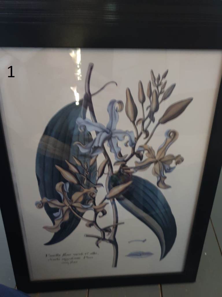 Various botanical Pictures