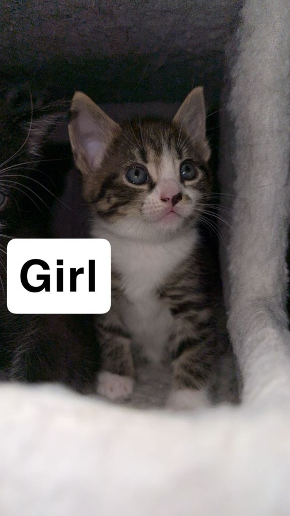 KITTENS FOR SALE!!