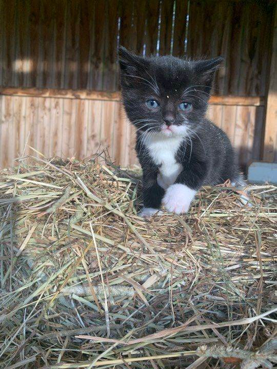 image for Lovely Kittens