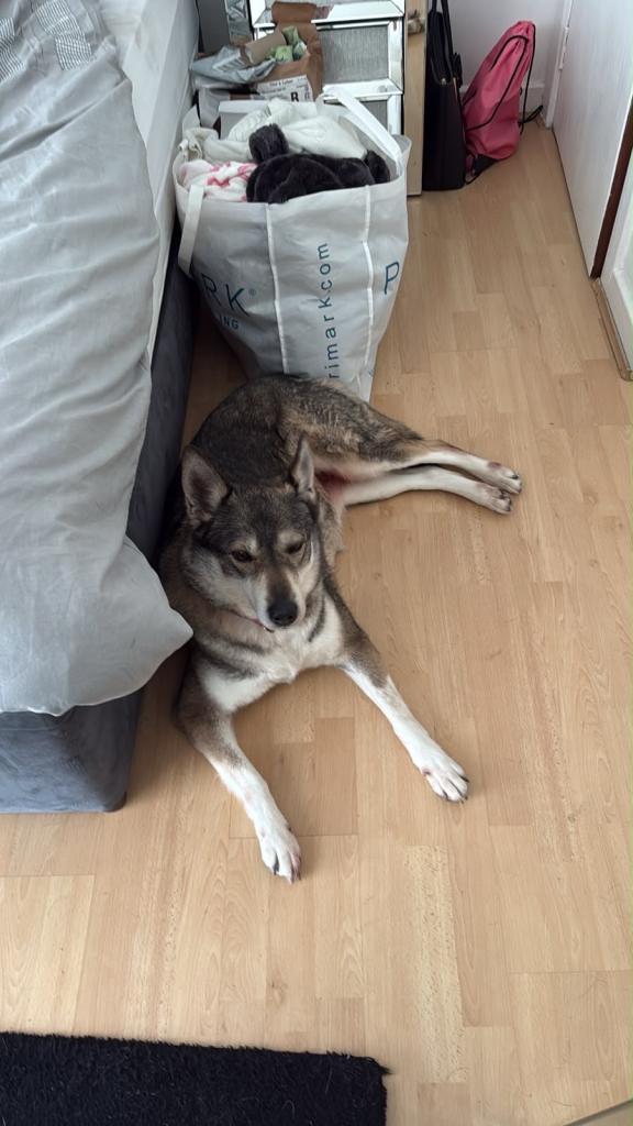 Husky 