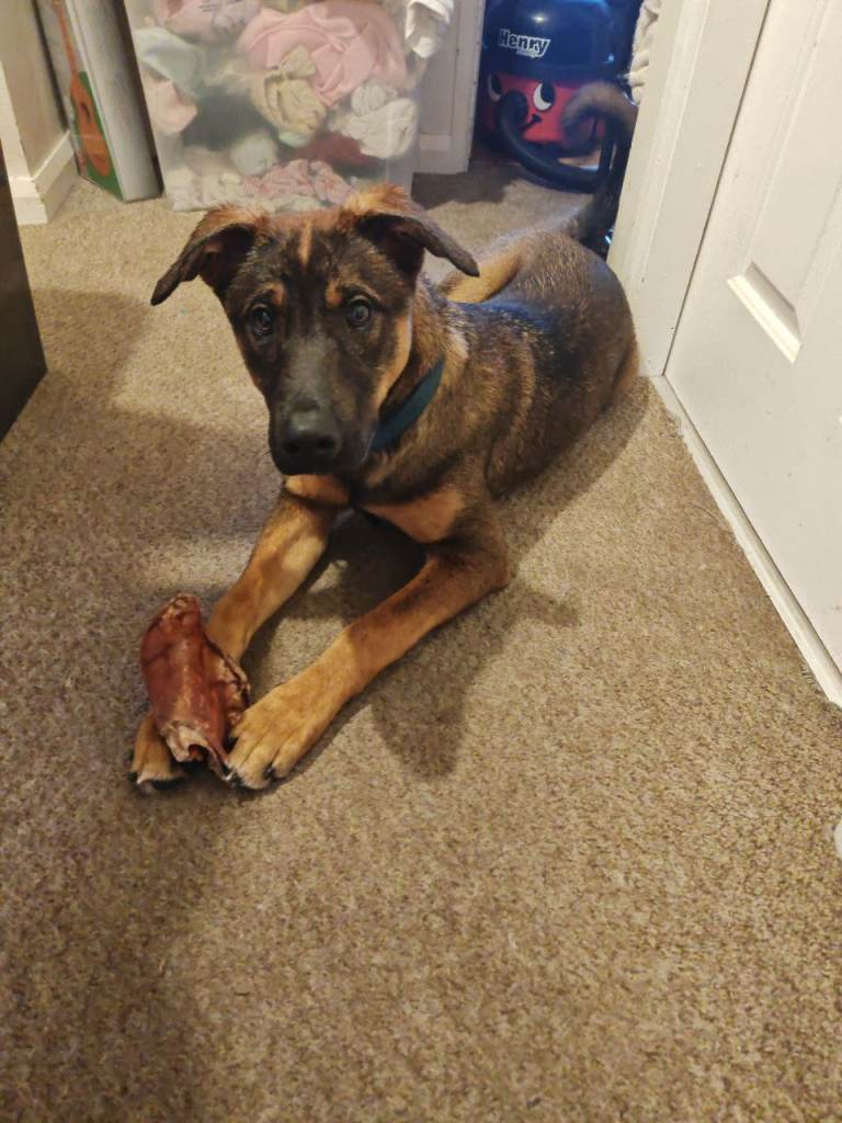 Beautiful Doberman x Akita Cross (5 Months Old) – Loving Boy Looking for His Forever Home