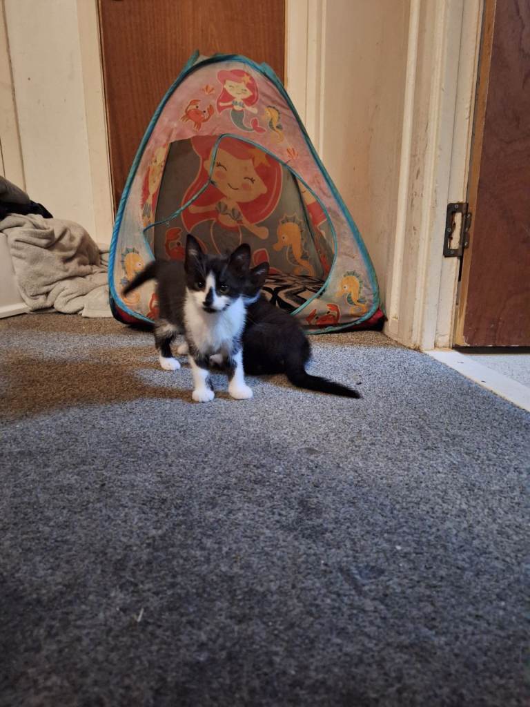1 female kitten ready to leave can deliver too