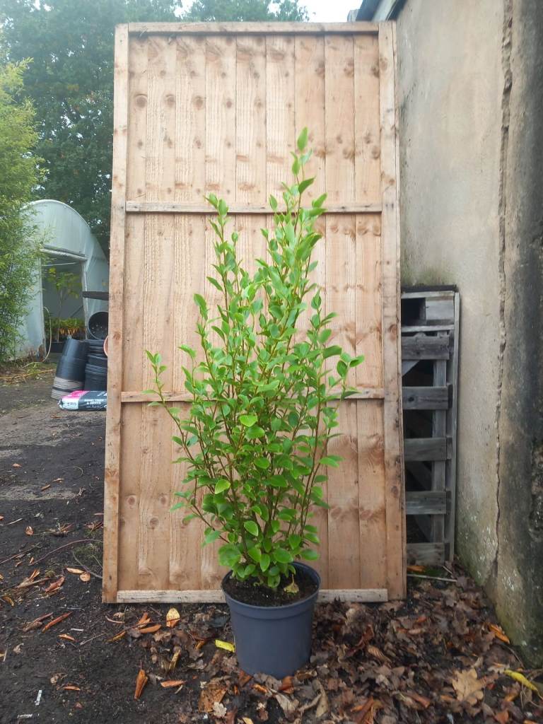 GRISELINIA HEDGING PLANTS