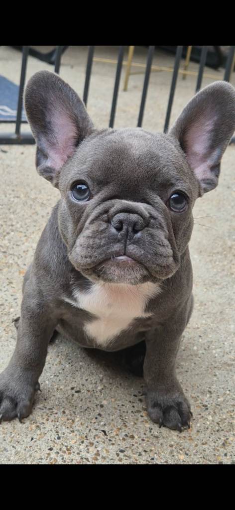 2 girls CHANEL and MIA  pedigree register Blue grey French Bulldog puppies  🏡❤️