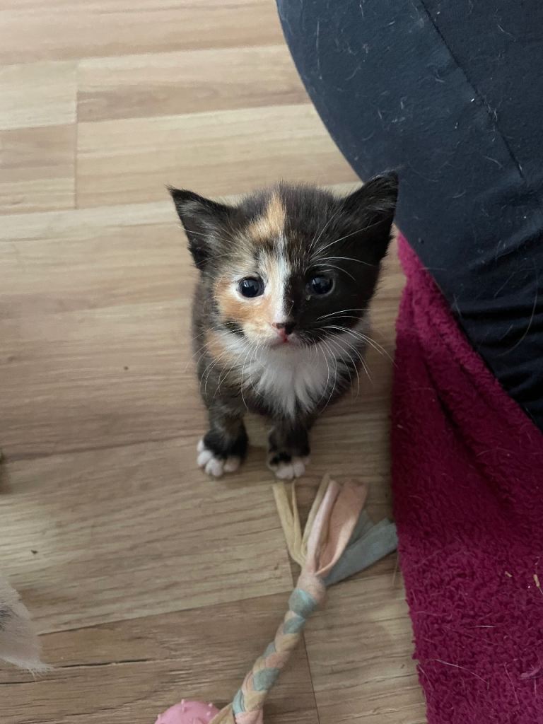 Two kittens for sale 