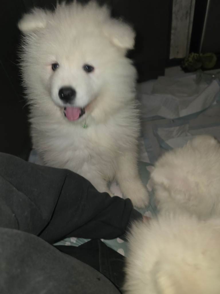 Registered samoyed puppies 5 girls 