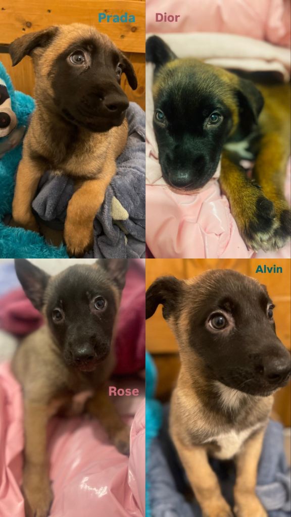 Beautiful puppies for sale - Essex