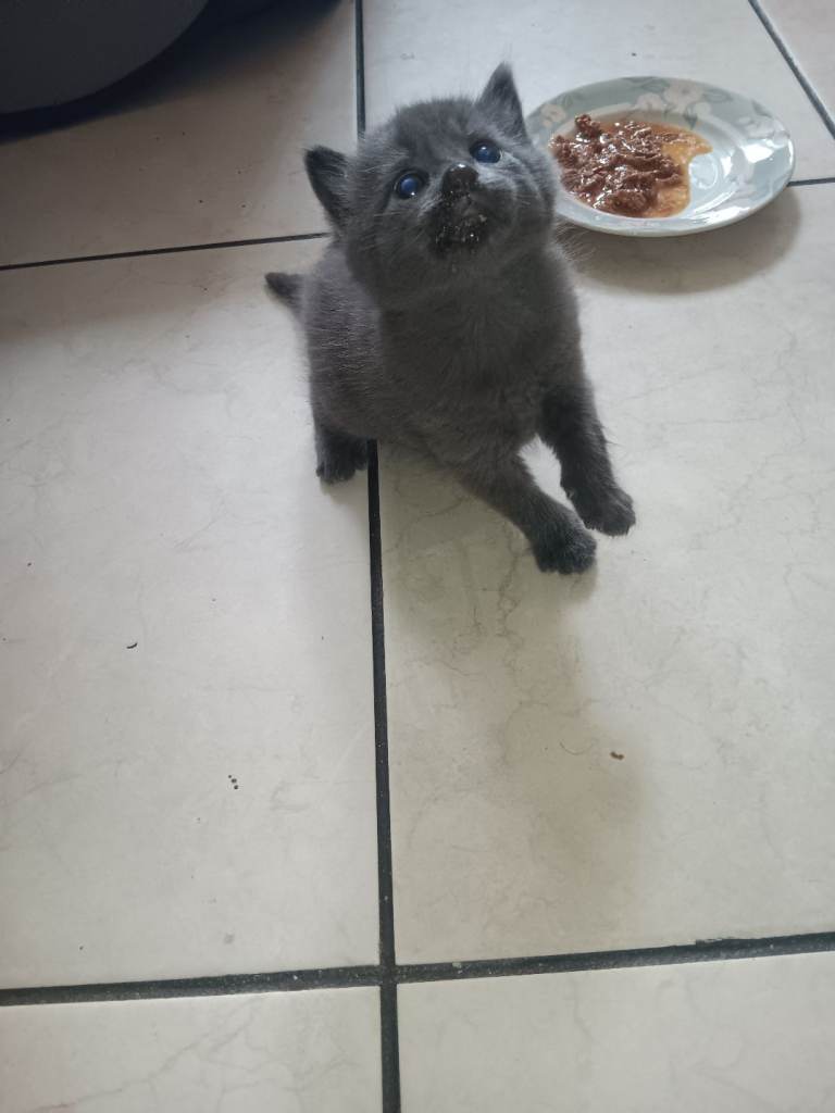 Kitten 