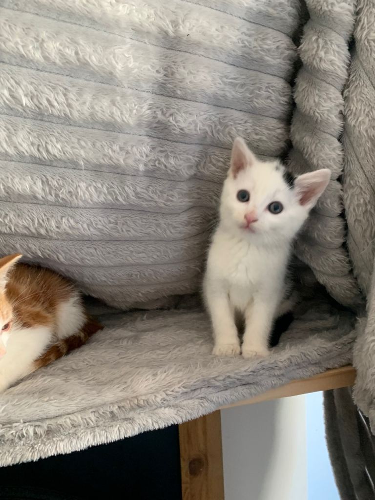 Beatiful kittens ready for 5 ⭐ homes 