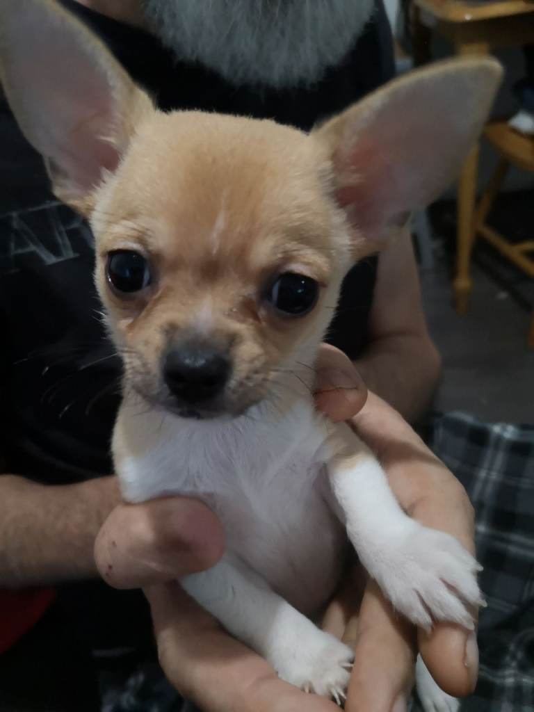 Tiny gorgeous chihuahuas