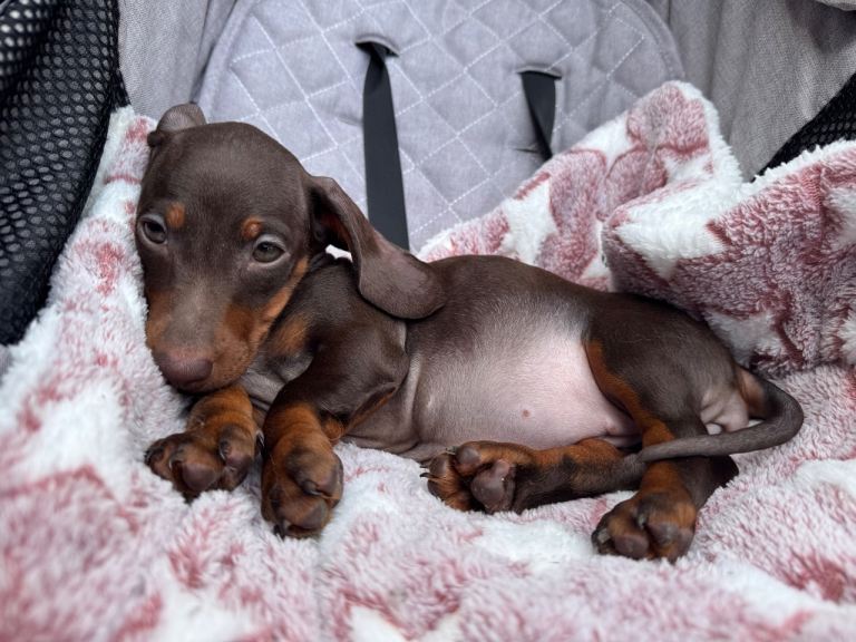 ❤️🐾 Adorable miniature dachshunds 🐾❤️