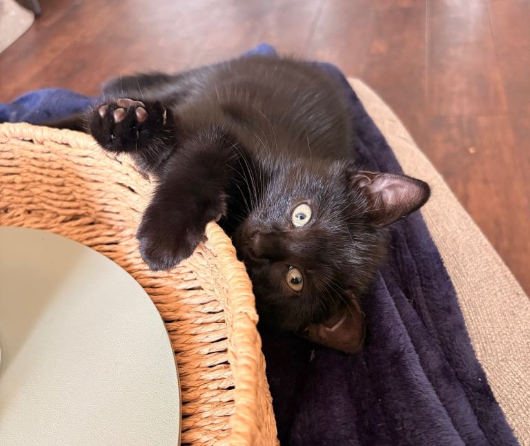 **UPDATED** 1 black female kitten left. 