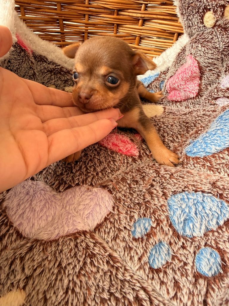 🤎Adorable Chi for sale 🤎