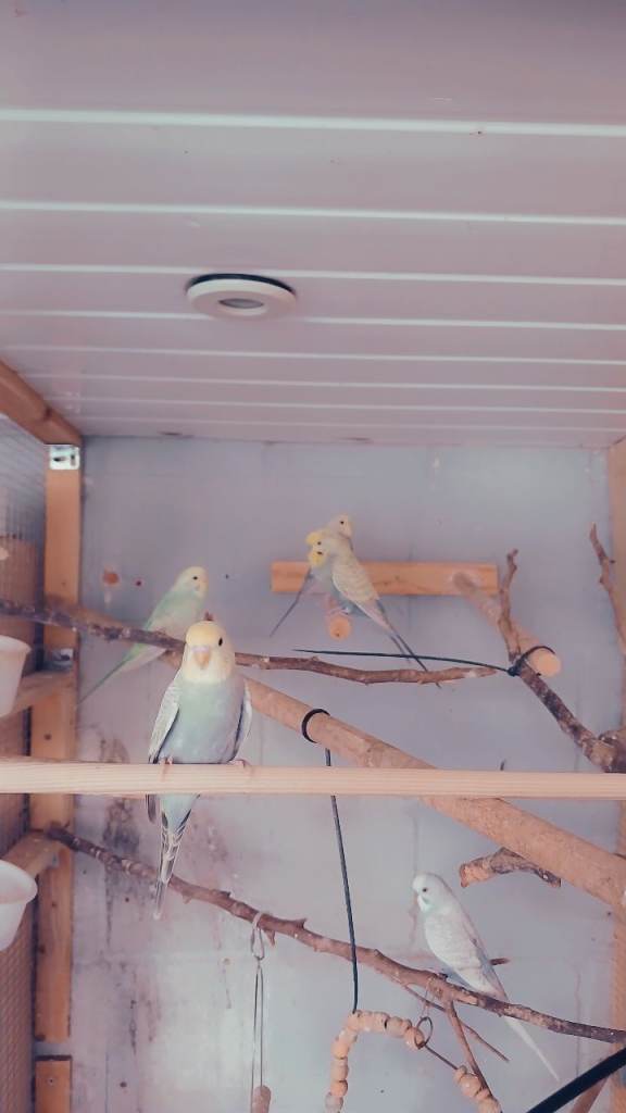 Baby rainbow budgies for sale