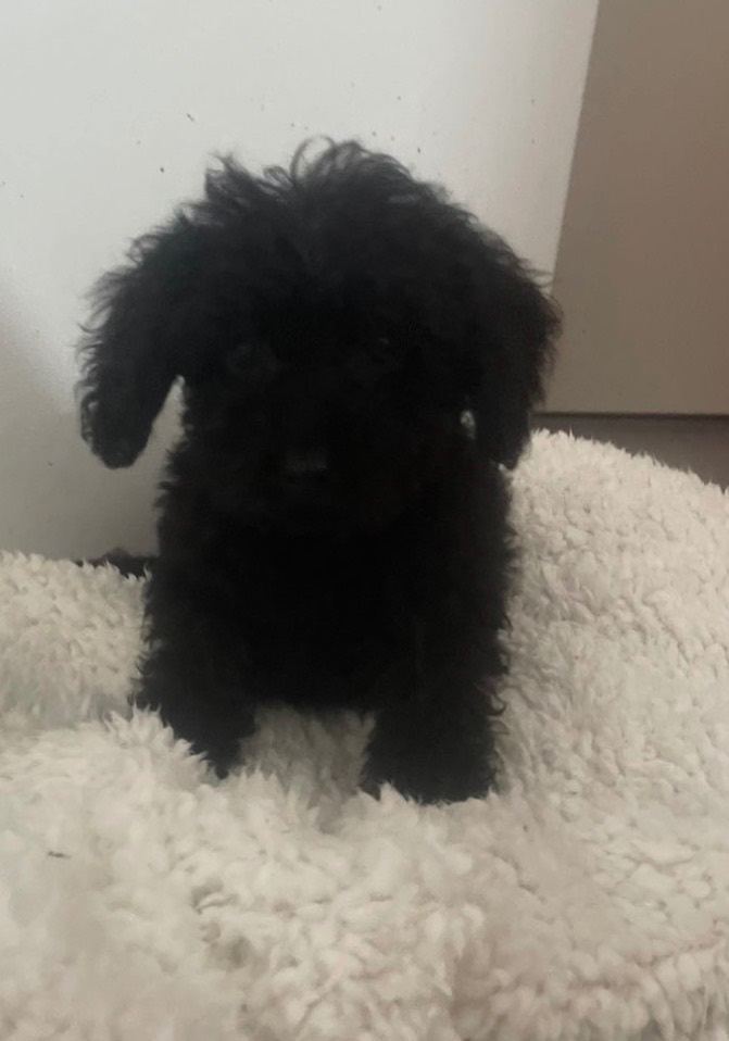 Lovely cockapoo puppies * READY TO LEAVE*