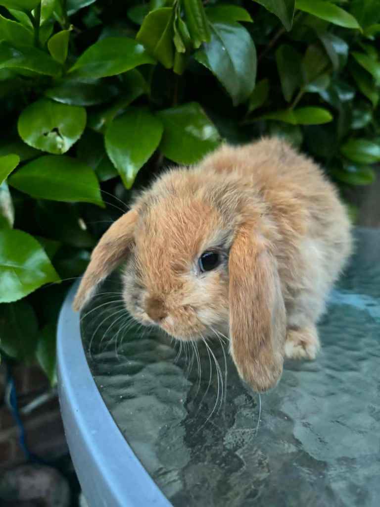 4 Mini Lop, 3 Netherland Dwarf