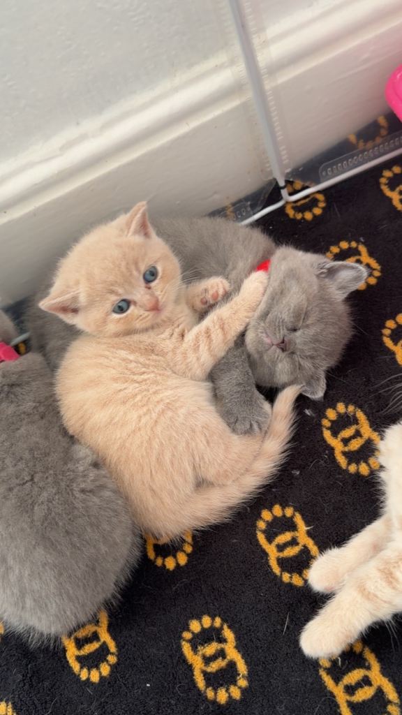 Britishshorthairs kittens 