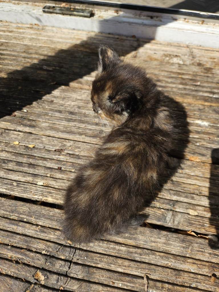1 kitten for sale