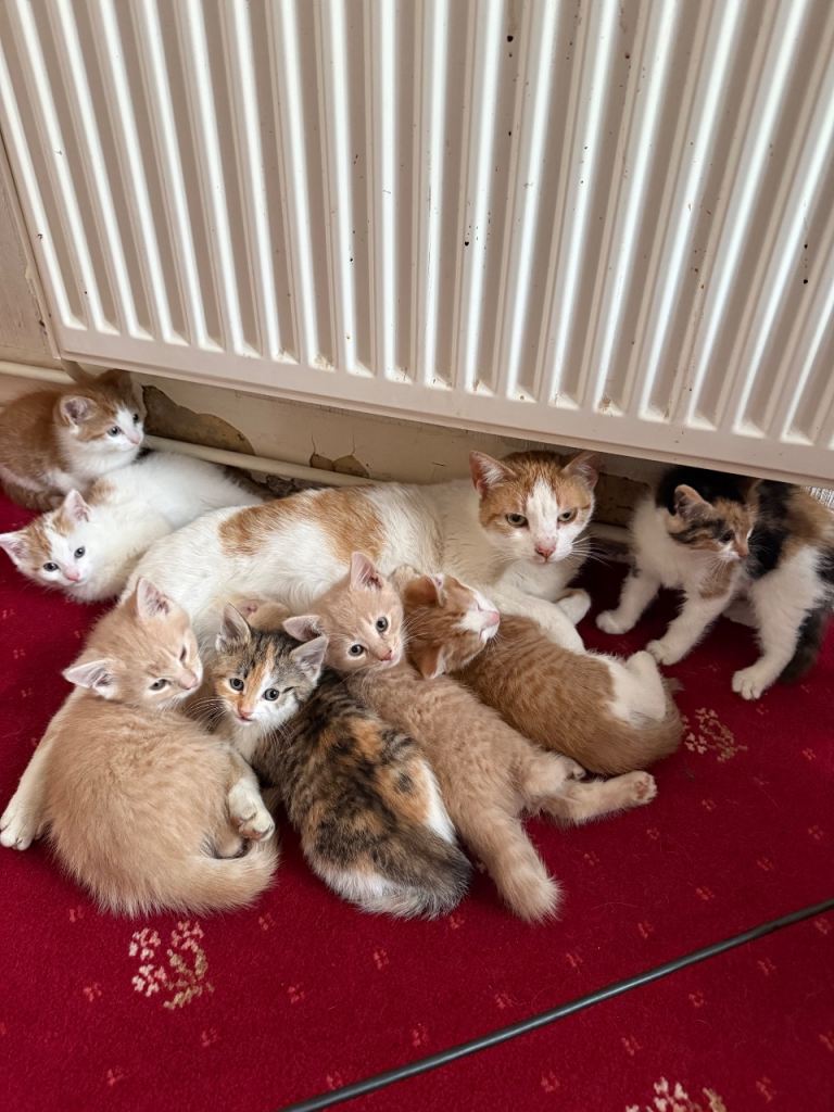 Seven Kittens For Sale