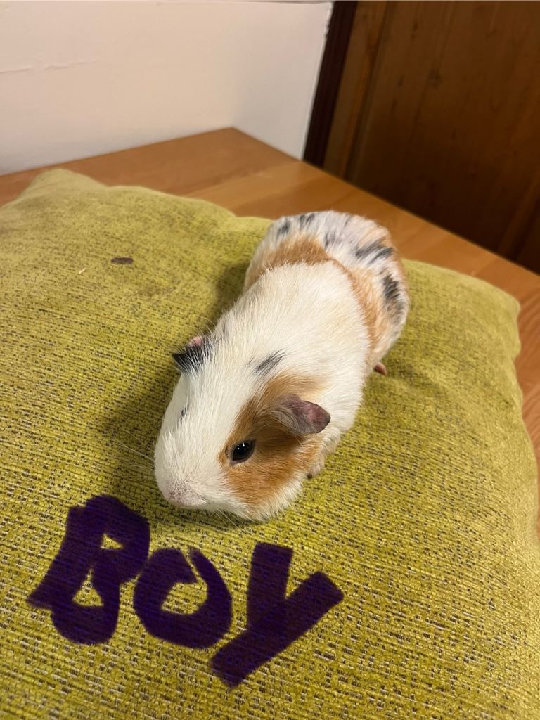 image for Guinea pigs 