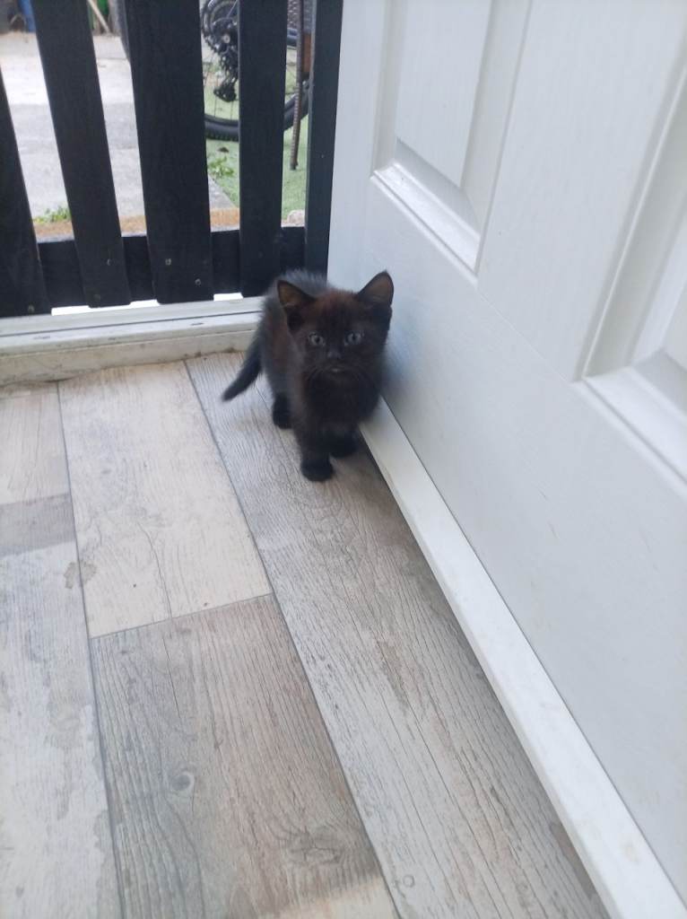 2 male kittens 