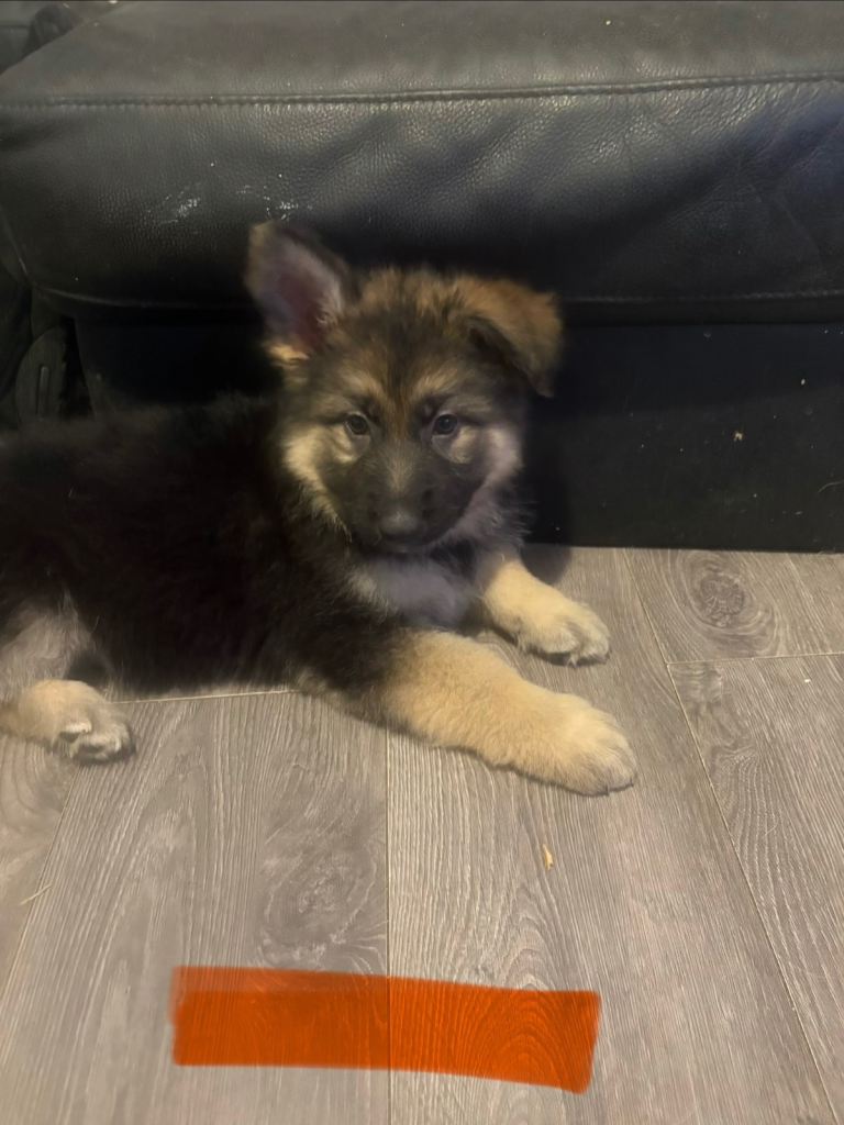4 stunning German shepherd pups left ready now