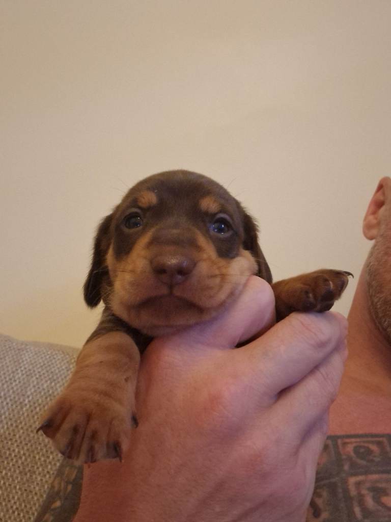 Daschunds puppies