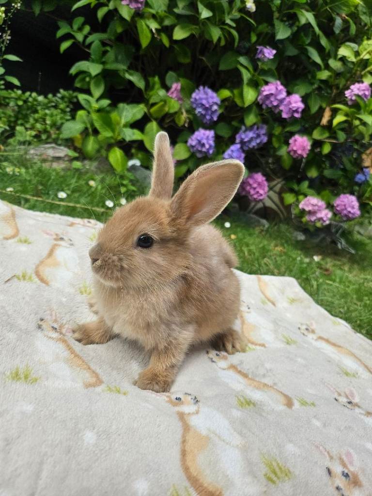 Baby rabbits