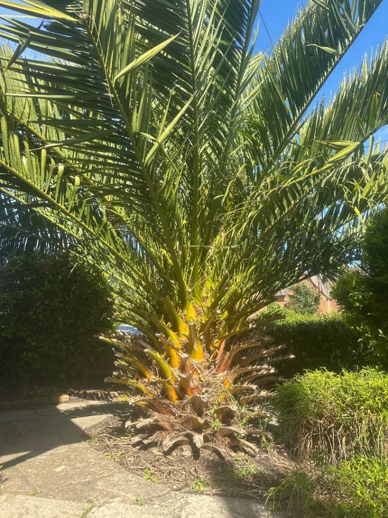 Palm tree - free 