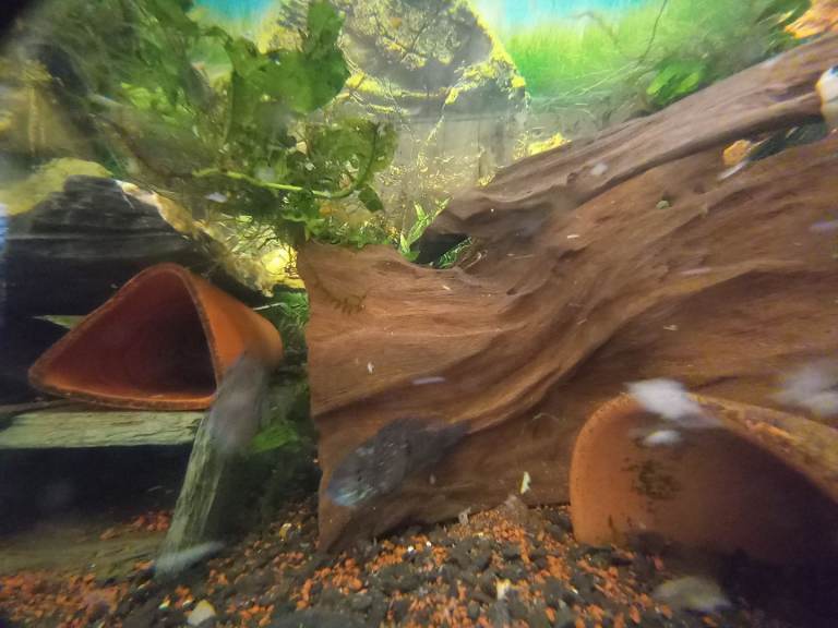 Tropical fish,shrimp and snails
