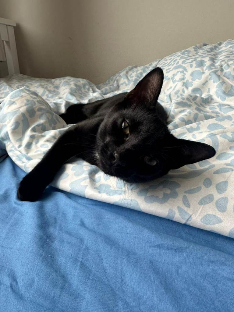 6 Month Old Male Kitten “Bogy” Looking for Loving Home