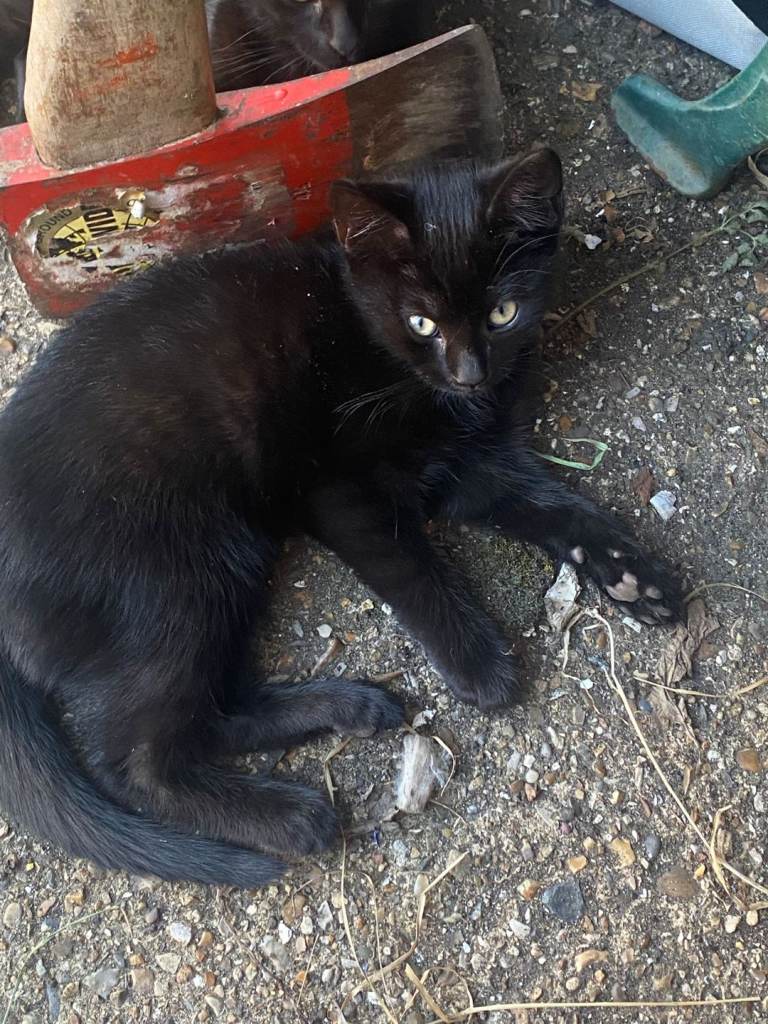 Black kittens 