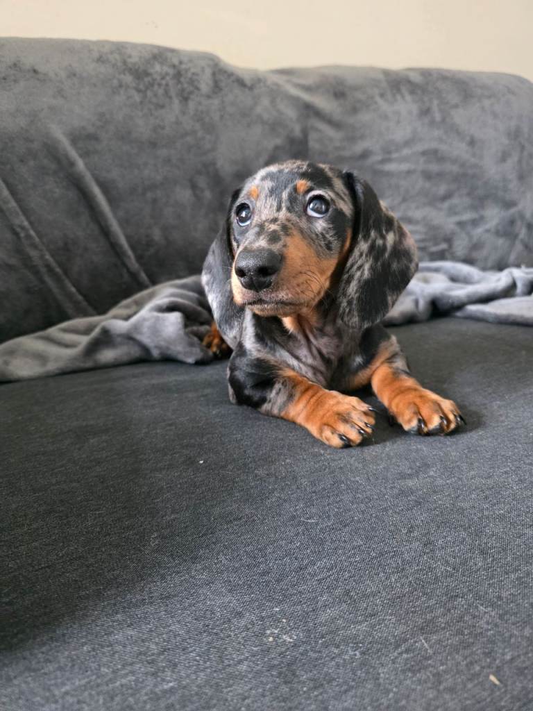 Dachshund puppies 