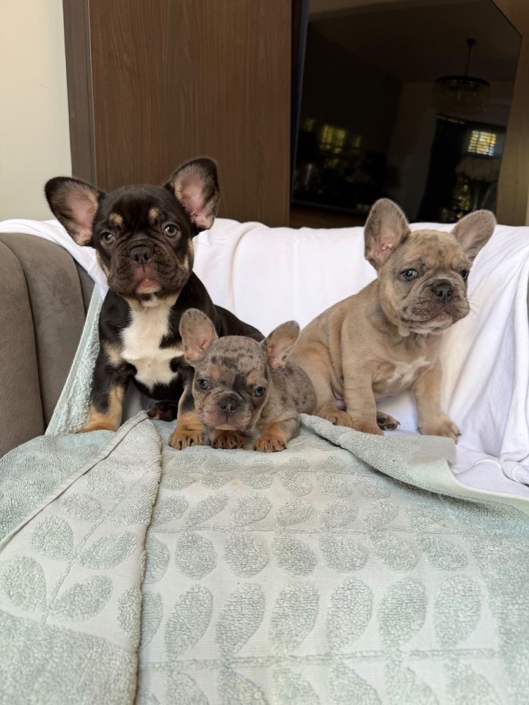 French bulldog puppies 