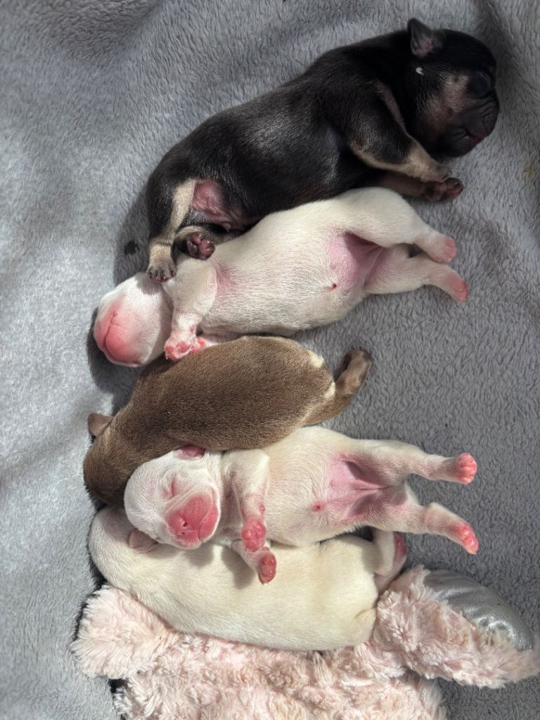 5 French Bulldog Puppies