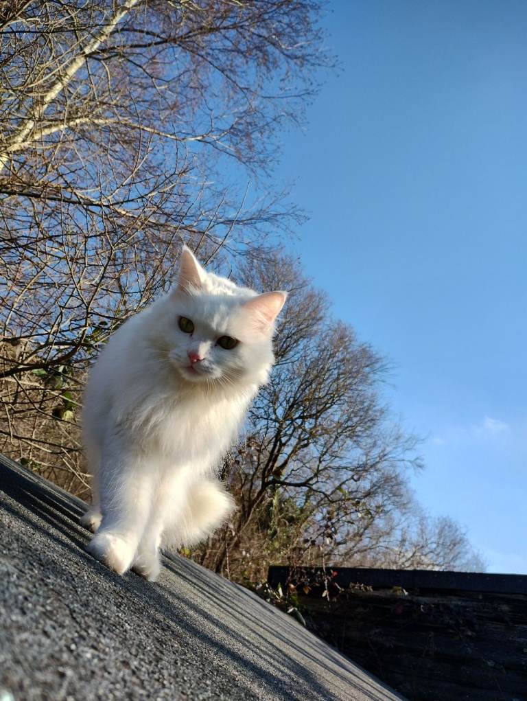 Beautiful blue eyed girl