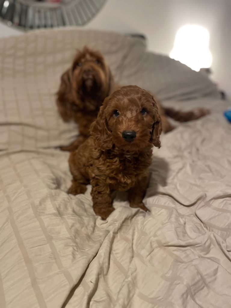 F1B Cockapoo puppy 