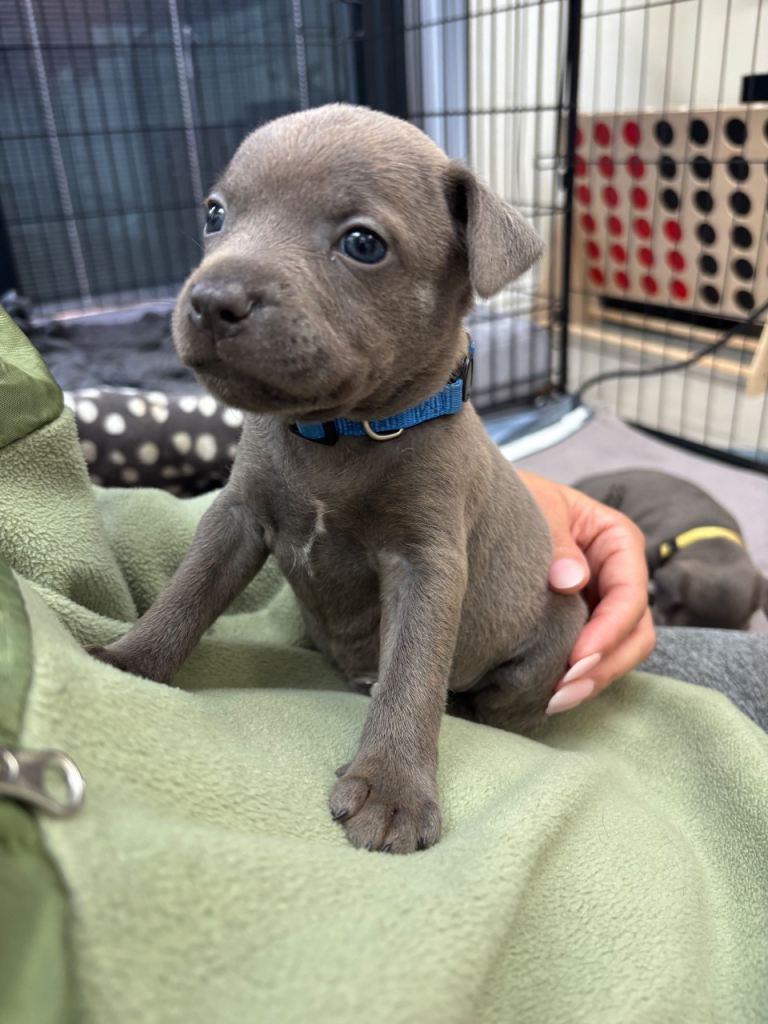 * 5 Weeks Old* Pure Blue Staffordshire Bull Terrier Puppies 