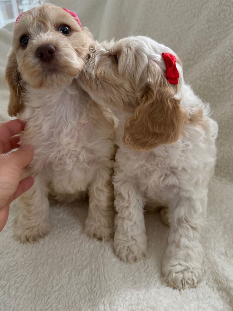 F1 cockerpoo Puppys READY TO GO SOON ❤️