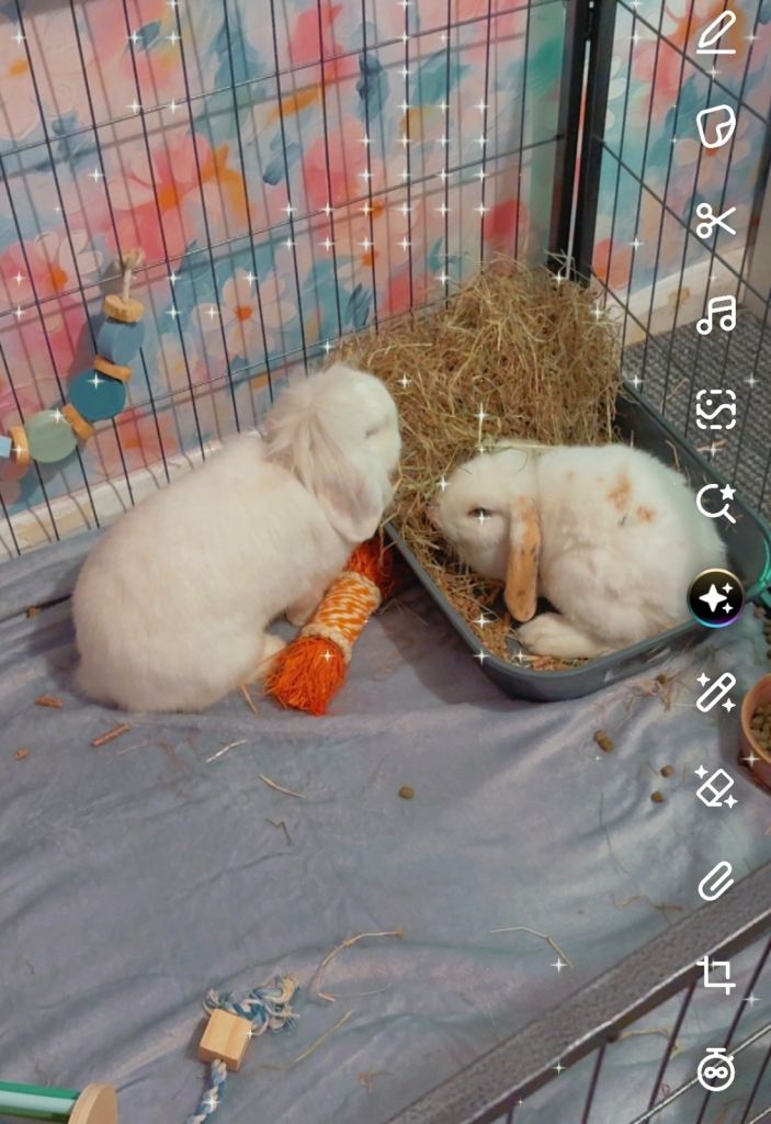Female mini lop 