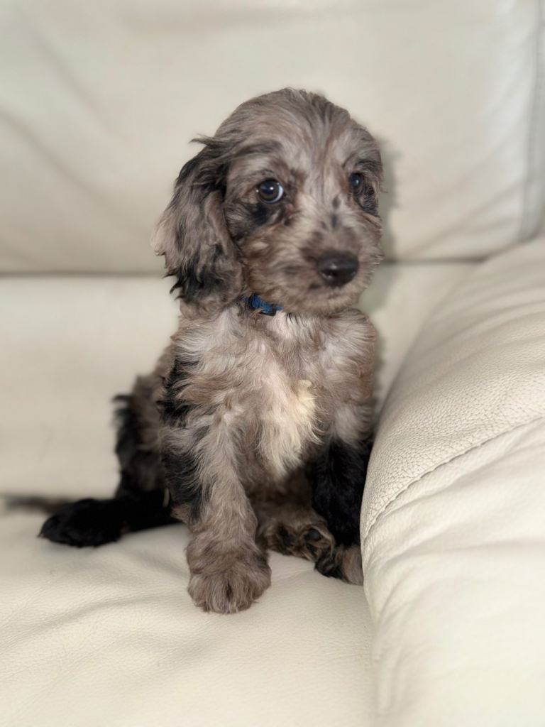 Cockapoo puppies 