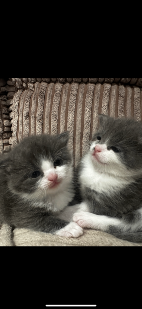 ONE KITTEN LEFT ready now almost 10wks ragdoll mum 