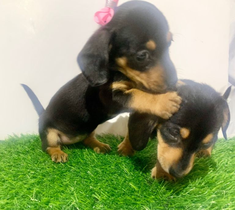 mini Daschund boy & girl kc registered ready for new home ❤️
