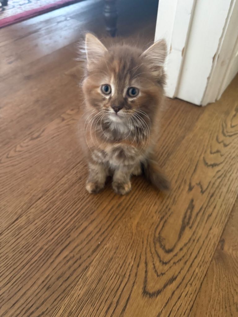 Beautiful light brown and ginger tabby kitten