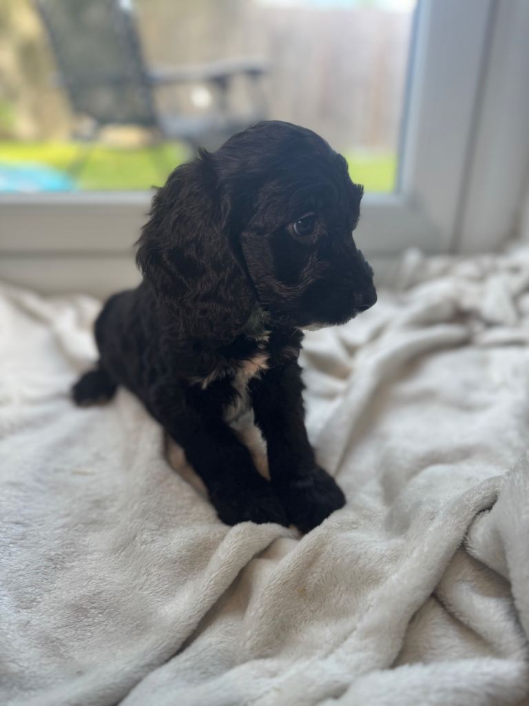 READY NOW!! Beautiful Sproodle pups 